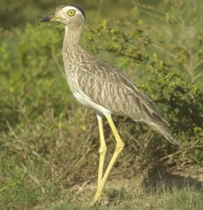 Double-striped Thick-knee s (4)