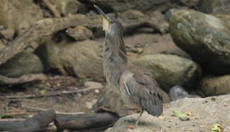 Fasciated Tiger-heron s