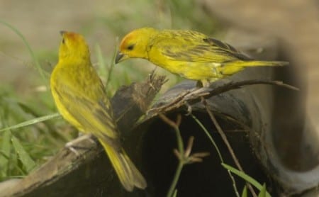 Grassland Yellow-finch ad s