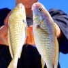 Jace Mitchell of Newton TX took these nice croaker on shrimp