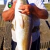 Wading the surf casting a T-28 MirrOlure Ricky Tribble of Winnie hooked up with this 40-PLUS inch Bull Red which he then released after a humbling 20 minute battle