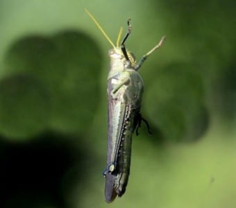 This large grasshopper rather expertly flew up and lit on my window pane as easily as I sit in my office chair. Insects have only three pairs of legs, and are attached to the thorax (their middle one of three sections). You can also see their antennae and the compound eye, giving insects awfully good vision. Of course, you couldn't tell that by currently looking at my windshield.     