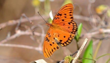   Butterflies really put on a show in fall, with many migrating south for the winter. Most probably don't return. This is the Gulf Fritillary, a common species along the Gulf Coast with the Monarchs. This one has a booboo in its left wing but is bravely accomplishing the task of migration. The wings are actually very delicate but many predators take shots at them. Don't ask me what "fritillary" means!    