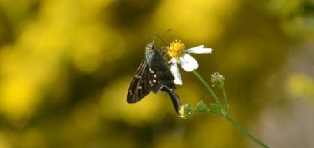 This is one of the skippers, a common group that flies over the Gulf of Mexico in fall, and has a long "tail" (abdomen) and unique-shaped wings. You can see from the picture that it's taking food from the flower with long, curved tubes, and no doubt taking genetic material to other flowers. This is the deal they have with flowers, and millions of years ago it spawned the explosion of flowering plants and insects.   