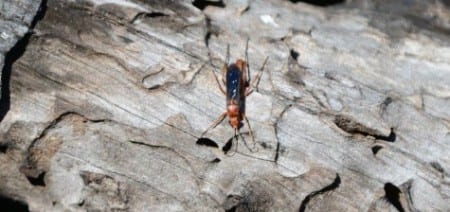 The order Hymenoptera includes all the bees, wasps and hornets, plus a few smaller groups. Some sting and aren't fan favorites with many folks. Various birds catch them in their bills and beat them on limbs before swallowing. I'm not sure what this species is but I don't think it's a wasp that stings. Some insects mimic stinging varieties just as Scarlet Kingsnakes mimic Coral Snakes.     