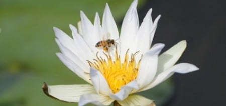 Back to the relationship between bees and flowers! This honey bee has been pollinating a water lily and appears to have quite a haul on its hind legs. This species has an amazing hive biology with several scientists spending their entire careers studying them. Social insects like these, some ants and termites have amazing life histories, with members of the collective all working in harmony for the survival of the hive.  As Spock said, "The good of the many outweighs the good of the few, or the one."    