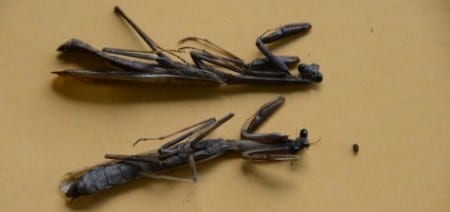 Praying Mantis are of many species, taking out other insects with lightning-fast strikes of their front appendages. I suspect the larger one (top) is the female, as is often the case with insects. These worked my windows for a coupla nights before expiring on the ground one morning. Mantids do fly and you can see their wingtips at the end of the abdomen. Walking sticks also appear on windows but after the superficial resemblance to mantids, they are easily told apart. They do not prey on insects the way mantids do, but they do squirt a nasty liquid in the eyes of intruders - including humans.   