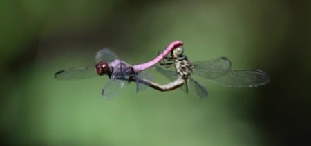 Not totally unlike the mating of the aforeshown bees are these dragonflies that have colonized my pond for their insect hunting. I am no entomologist, but I expect dragonflies kill about as many mosquitoes as any insectivore, and far more than some famous ones like bats (which eat largely beetles and moths). I used to catch these as a child and I called the smaller ones like these "fighters" and the larger ones the "bombers." In retrospect, I think those were largely darners, but I'm not sure.     