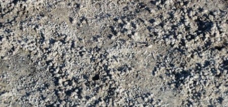 Have you ever seen sand balls like this along the seashore? These are the places where fiddler crabs eat! They sift through the sand for bacteria and then drop the scooped up and sifted sand on the ground as a ball. The males, with one large claw, leave the large balls of sand, and the females, with (two) tiny claws leave the smaller ones.     One marine biologist tried to figure out how various species of fiddler crabs remained species specific, as males wave their large claw for their prospective mate to go down the burrow with him. Well, he was unable to figger it out, but his wife, a music major, quickly realized that each species waved their claw in the air with a different rhythm.  