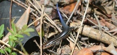 There are three very similar skinks in the South, and this is the Five-lined Skink. They have colonized my Island and I see them in many of the Galveston forests in recent years. Young like the one above have a blue tail, females are brown striped without the blue tail and adult males are mostly brown with an odd  reddish head. If you look hard you can see the external ear openings halfway between the eye and the front leg. Skinks are shiny lizards and some may have a neurotoxic poison in their tail for predators that break off the tail and bite into it. Only the Gila Monster of the Desert Southwest has a venomous bite.    