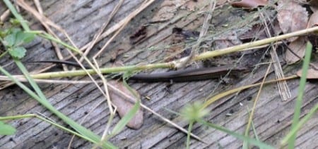 Ground Skinks are probably more abundant than other lizards in the East but they are hard to see, scurrying around through the grass. Some think they are salamanders, as they are shiny brown (those who don't really know what a salamander looks like), but salamanders have no scales or claws. Both are hard to see unless you catch it and look carefully.     