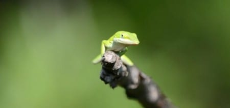 Most people know the Green Anole better than any other lizard. They do turn brown depending on certain variables but become quite common in many peoples' yards in the Eastern United States. Anoles are climbers and are sometimes taken by Mississippi Kites in late spring (along with Broad-headed Skinks) out of the top of oaks, etc.  