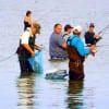 Bay waders enjoying their moments in the water catching flounder