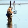 Bay waders in foreground and background sizing up their flounder catches