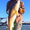 J Harris of Mo City caught and released this HUGE 37 inch Bull Red he took on a finger mullet