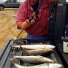 John Overton of Alvin TX fished a mirOdine lure to tailgate these 5 nice specks