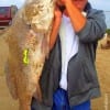 WOW!!! 38 inches by 31.5 LBS caught on 12lb test while fishing Berkley Gulp- John Purcer of Tyler TX can really BRAG it up about his catch and release of this MONSTER Black Drum