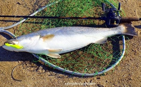 7-plus lb speck caught and released by Ed Snyder at Rollover Pass, 1-6-15, 9 am