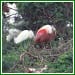 birds_75