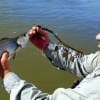 Jean Scurtu of Houston landed this keeper speck while fishing a crappie jig