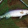 Ed Snyder's nice 3.5lb speck he took on soft plastic and released