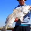 Houston angler Oscar Rodriguez fished cracked crab to wrestle this HUGE 36 inch Bull Drum on 14 lb test line then released it