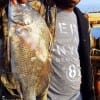 Marble Falls angler Stan Mannings shows off his nice drum he took on shrimp