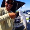 Mo-City angler Jay Harris showing off this Springtime gafftop caught on a finger mullet