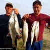 The Father and son team of David Roy Sr and Jr tethered up these nice specks for supper