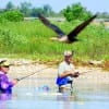 Bay waders being buzzed by this water turkey