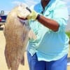 Mo-City angler Kim Cyphers caught and released this HUGE 35inch bull drum he took on cracked crab