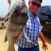 Bonham TX angler William Lee took this nice drum on shrimp