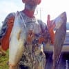 Gilchrist angler Alton Thorpe took these two nice trout on live shad