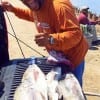 Houston angler Derrick Polley nabbed this nice drum while fishing Miss Nancy's shrimp