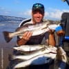 Surf wader Keith Platt of Dayton TX fished Lil' Fishies to catch this impressive bunch of trout, I released an 8lber cuz I already had a 27inch gator-speck, stated Keith