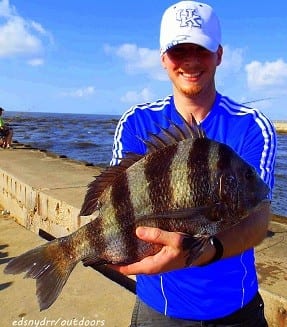 Beaumont TX angler Adam Lyzers took this nice sheepshead on live shrimp