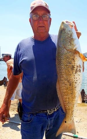 Enners Arkansas angler Richard Frachisuer caught this nice slot red on a finger mullet