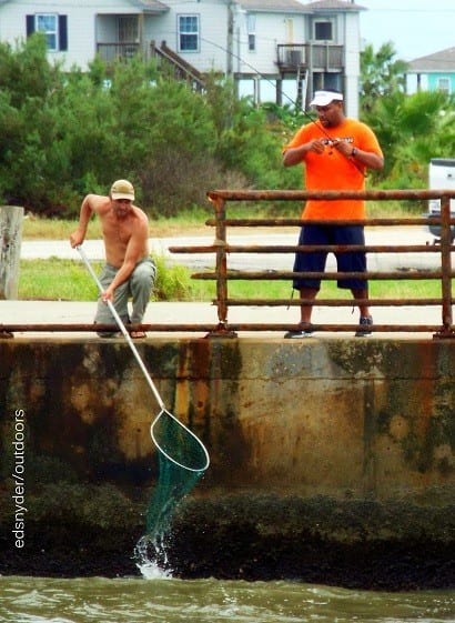 Off the wall action--nice trout being netted