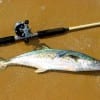 Spanish-Mackerel-Alias-Smack-for-short-100x100-