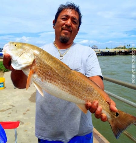 Jerry Comacho of Livingston TX fished a Miss Nancy finger mullet to nab this nice 25inch slot red