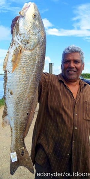 League City TX angler Alif Mohammad took this nice 28.5 inch tagger bull red on a finger mullet