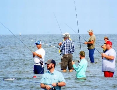 Bay Wader Groupies looking for supper