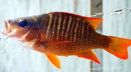 First Mangrove Snapper of the season, hopefully we'll see more of these succulent repasts