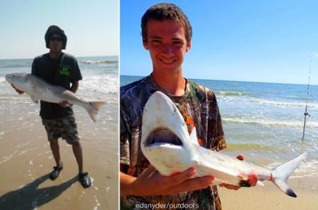 Tim Brewer of Ennis TX kayaked his mullet out 300yds to nab this 42inch bull red; Ennis TX surf angler Timothy Brewer set his cut mullet 300 yds out to reel in this nice BlackTip