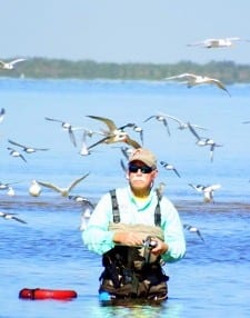 Bay wader massaging the bottom for flounder