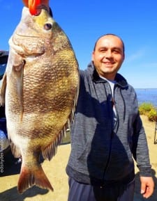 Cypress TX angler Biser Evlogiev caught this really nice 24inch sheepshead while fishing cut mullet