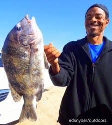 Houston angler James McLery took this nice sheepshead on shrimp