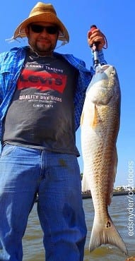 Houston angler Miguel Arellano landed this huge 37inch tagger bull red while fishing shrimp