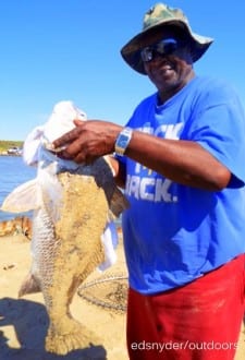 Houston angler caught and released this huge 34inch bull drum while fishing with shrimp