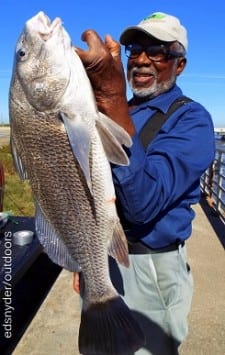 Jobbie Hollan of Houston took this nice keeper eater drum on shrimp